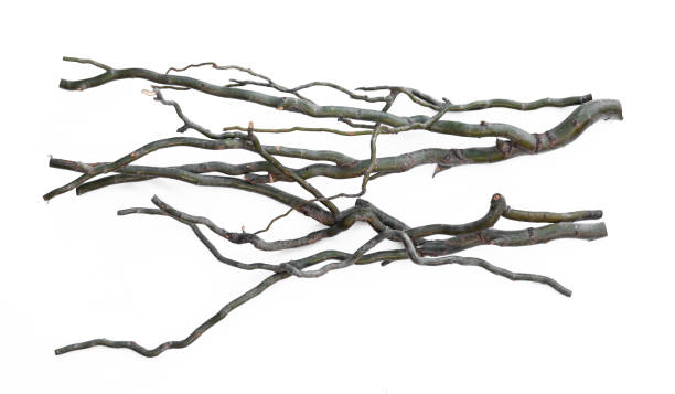 istock crooked green branches isolated on white background 1356787863