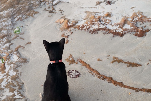 Black cat on sea beach ocean coastline for holiday vacation