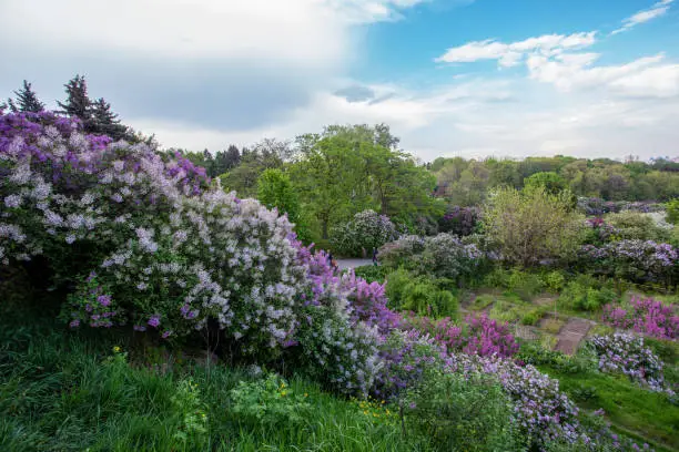 May 1: Fantastic panorama of lilac bloom in Kiev:  springtime coming( green leaves on trees  in  Botanic garden named Grishko
