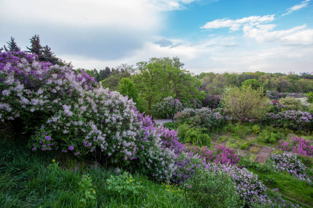 fantastic panorama of lilac bloom in kiev:  springtime coming( green leaves on trees  in  botanic garden named grishko - mor leylak stok fotoğraflar ve resimler