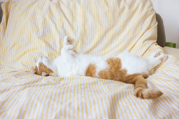 Domestic young white aand orange tabby cat sleeping in bed Cute young domestic bicolor orange and white cat sleeps relaxed and happy on soft blanket on bed. Happy relaxed or lazy sleeping cats concept. Close up, selective focus, copy space chubby cat stock pictures, royalty-free photos & images