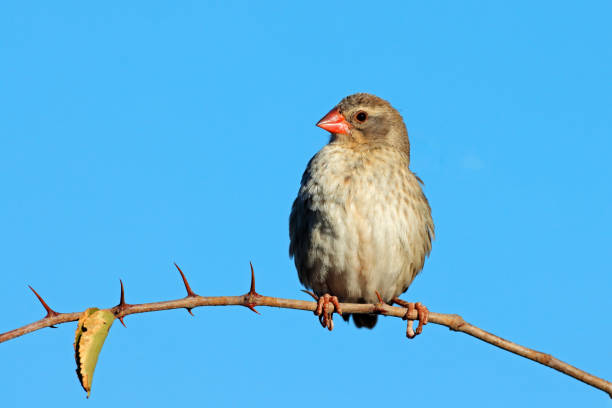 A female red-billed quelea sitting on a branch, South Africa A female red-billed quelea (Quelea quelea) sitting on a branch, South Africa red billed quelea stock pictures, royalty-free photos & images