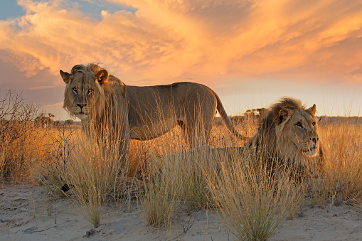 Dos grandes leones africanos machos a la luz de la madrugada, desierto de Kalahari, Sudáfrica photo