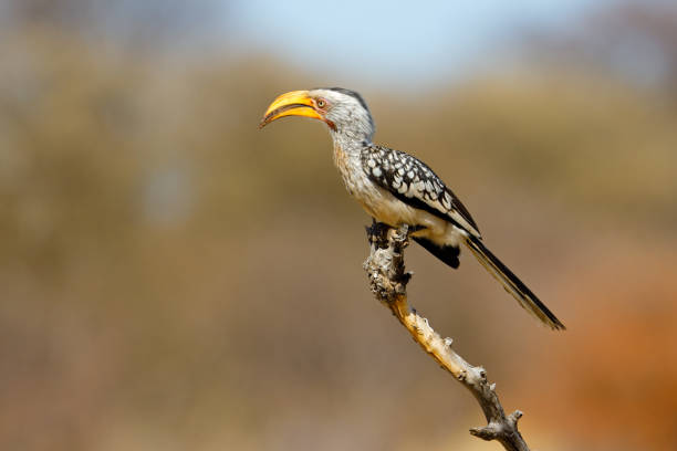 istock A yellow-billed hornbill (Tockus flavirostris) perched on a branch, South Africa 1356790537