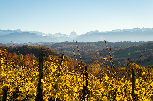 magnificent landscape of vineyards with a view of the Pyrenees