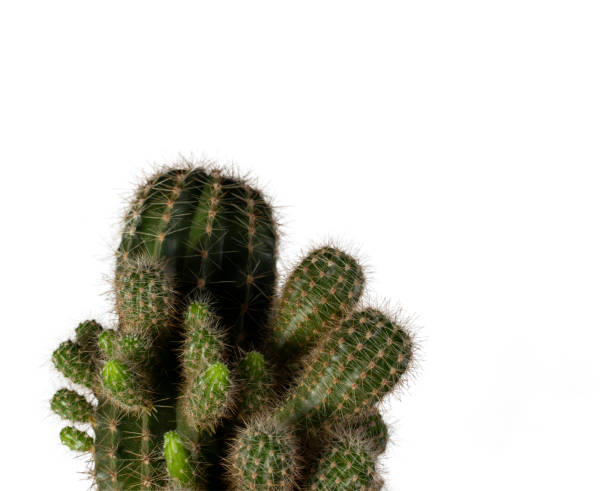 istock Cactus close-up. White isolated background with cactus. Green cactus close-up on a white background. 1356791038