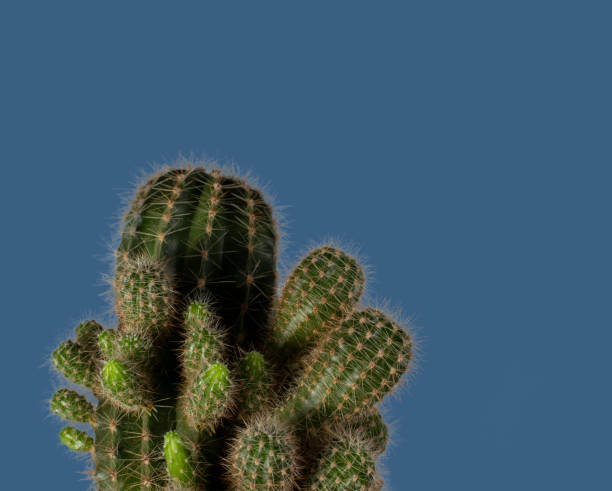 istock Green cactus close-up on a blue background. 1356791045
