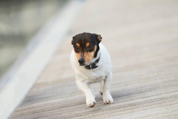 pet jack russell chien courant sur le chemin. - irish terrier dog running terrier photos et images de collection