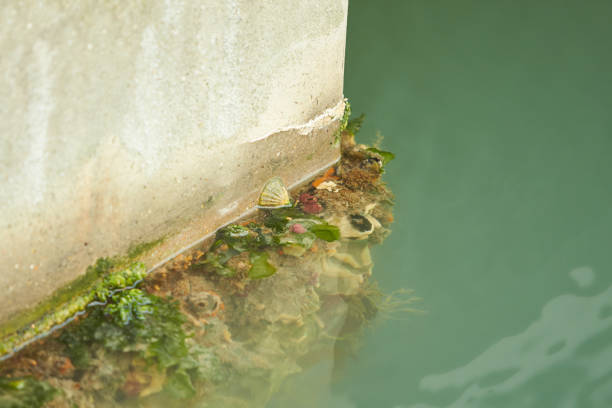 Molluscs, overgrown ship bottom. Shellfish on the hull of the ship.Molluscs, overgrown ship bottom. Shellfish on the hull of the ship.