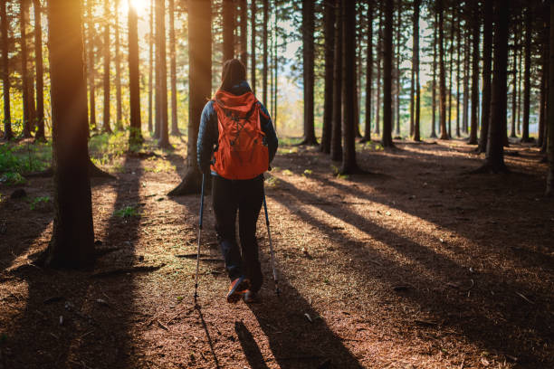 istock In the forest, unrecognizable woman hiking 1356793235