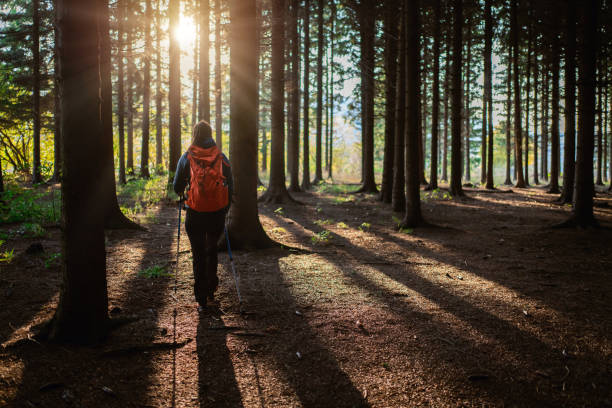 istock Active and healthy unrecognizable female hiker in the forest 1356793247