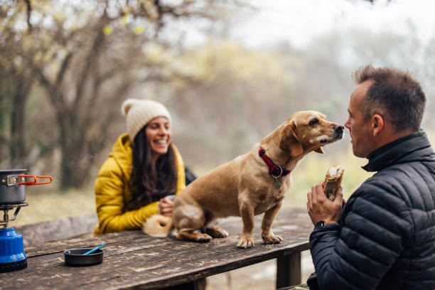 Lovely, small dog, touching he nose of his owner, during a meal. stock photo