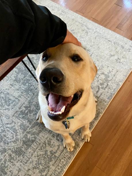 istock Happy dog sitting getting pet on the head 1356793993