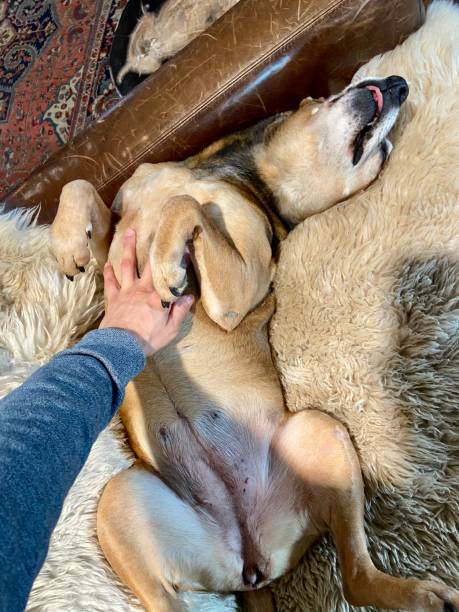 istock Happy dog getting a belly rub 1356794217