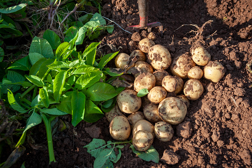 Digging up white potatoes with mud, leaves spading fork and muddy boots.