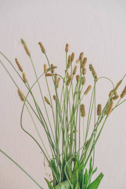 istock View of grass bouquet at home 1356799316