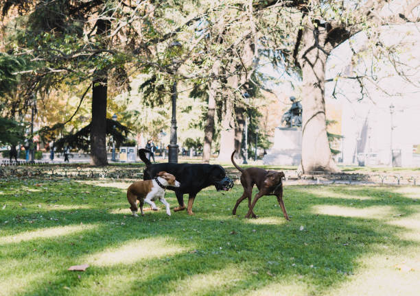 istock Dogs playing happily in the park 1356799533