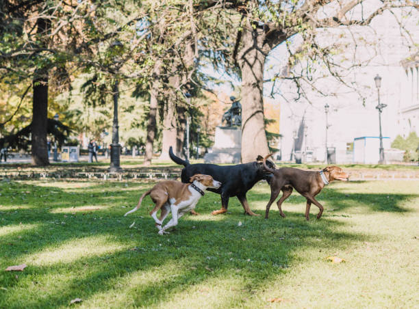 istock Dogs playing happily in the park 1356799569
