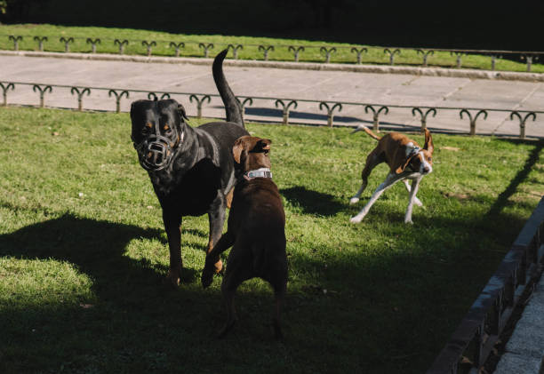 istock Dogs playing happily in the park 1356799683