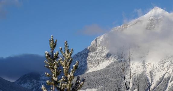 Tree tops in foreground