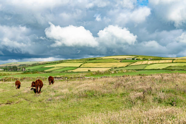 コーニッシュ海岸 - horizon over land landscapes farm animals nature ストックフォトと画像