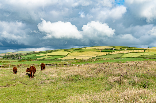 Scenic, pastoral countryside landscape  with hay bales and Guernsey cattle in rural farmland near Beauly, Scotland.