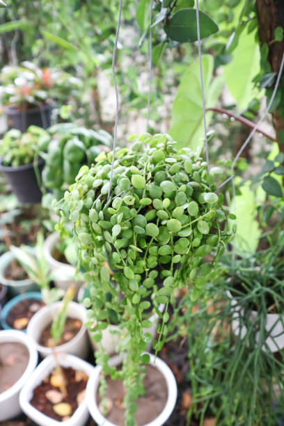 istock Variegated Nummulary Discs, Dischidia 1356803035