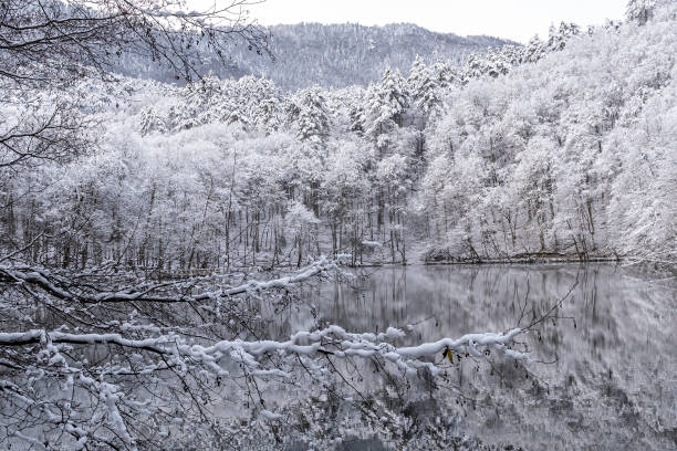 pier at yedigöller in bolu in turkey in winter - woods reflection famous place standing water imagens e fotografias de stock