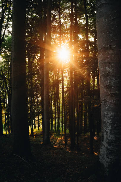 istock Scenic view of sun shining through forest 1356804221
