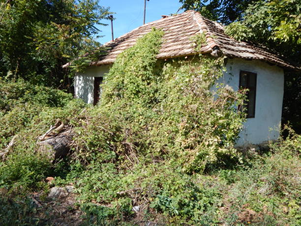 istock Abandoned house overgrown with leaves 1356804850