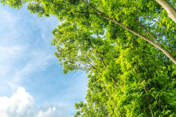 istock Green grass and leaves in the setting sun 1356804893