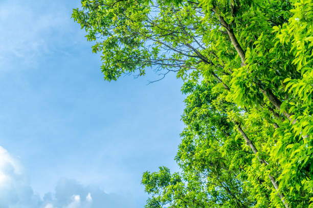 istock Green grass and leaves in the setting sun 1356804897
