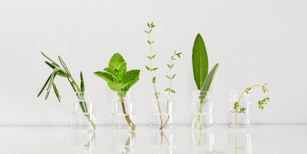 herbes vertes épicées dans des bouteilles transparentes identiques. - vinegar bottle herb white photos et images de collection