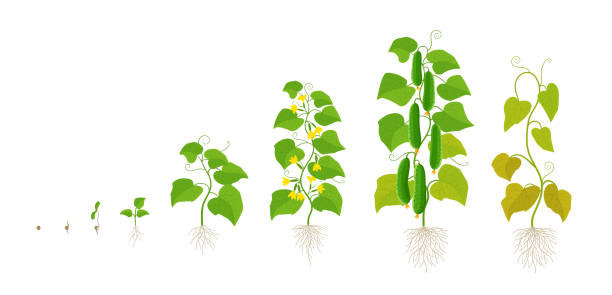 illustrations, cliparts, dessins animés et icônes de plante de concombre. étapes de croissance. période de maturation. le cycle de vie du légume. - concombre