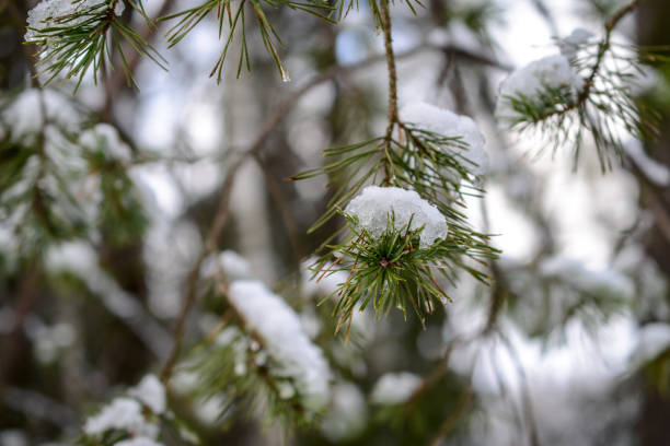 istock Snow covered firs in the forest, on a cold snowy day 1356810890
