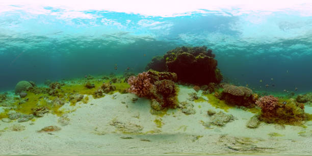 istock Coral reef and tropical fish. Philippines. 360-Degree view 1356812599
