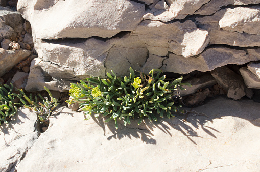 Rock samphire or sea fennel plant, Crithmum maritimum, edible coastal plant with green aromatic leaves, growing on the rock by the Adriatic sea, Croatia