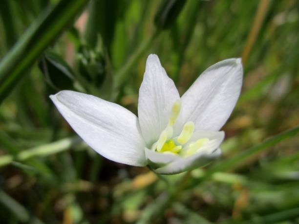 istock Star of Bethlehem flowers ( Fr : Ornithogale en ombelle) (Ornithogalum umbellatum)h 1356813520
