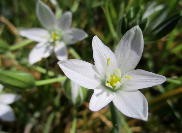 istock Star of Bethlehem flowers ( Fr : Ornithogale en ombelle) (Ornithogalum umbellatum) 1356813612