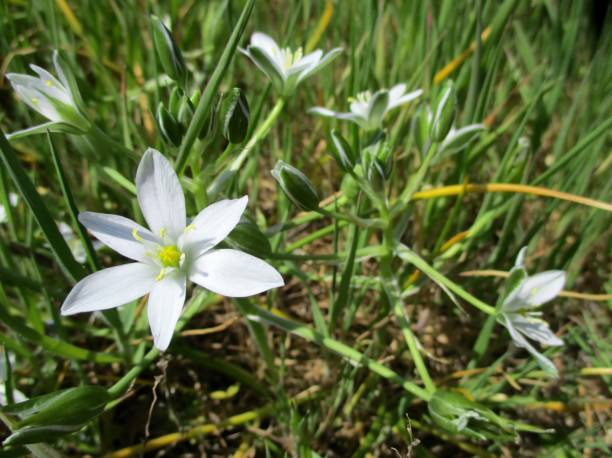 istock Star of Bethlehem flowers ( Fr : Ornithogale en ombelle) (Ornithogalum umbellatum) 1356813629