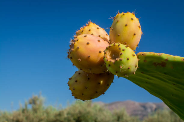 istock Edible prickly pear cactus fruit  ready to eat 1356813988