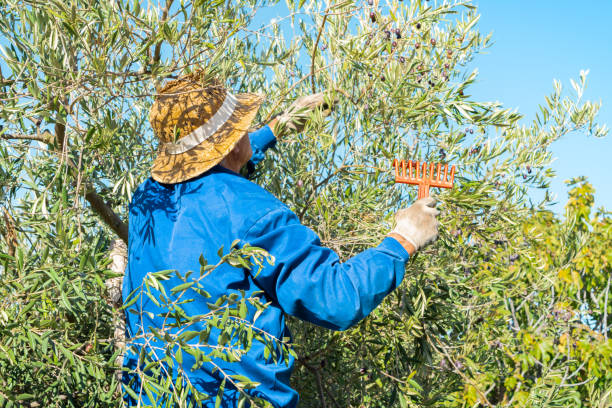 istock Farmer with hat and protective gloves picking olives with a rake from the tree on sunny day in the countryside. 1356815123