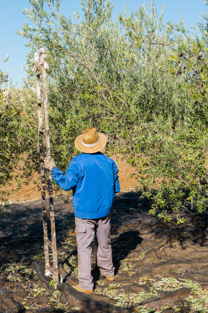 istock Worker with straw hat and work clothes using a ladder to pick olives in the countryside during a sunny day. Olive harvesting day. 1356815128