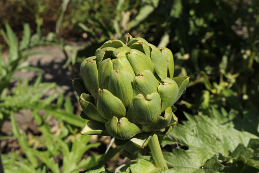 The Artichoke (Cynara cardunculus), a member of the thistle family, displays a unique and intricate blossom. This edible thistle, known for its culinary use, produces a vibrant purple flower head. The artichoke flower, if left unharvested, opens into a stunning display of tubular florets. This artichoke was photographed in Edgewood near Puyallup, Washington State, USA.