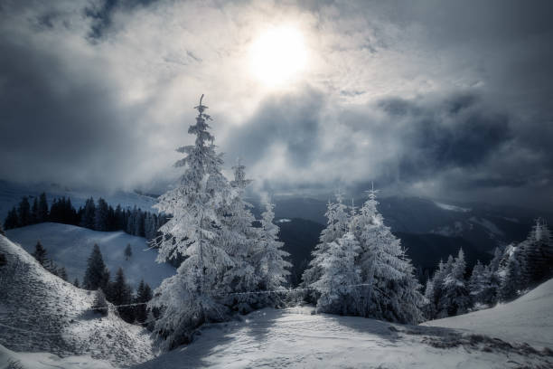 Dramatic winter atmosphere in the mountains with the sun shining through the clouds and beautiful pine trees in the foreground. Conceptual Christmas and New Year photo