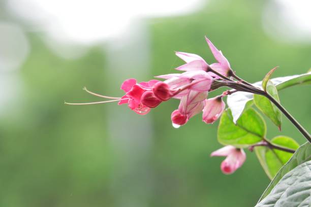 istock In selective focus a beautiful pink flower blossom with rain droplets and blurred green nature background 1356816202