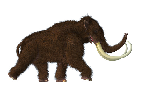 The Woolly Mammoth was a herbivorous mammal that lived in the Pliocene and Pleistocene periods of Asia; Siberia and North America.