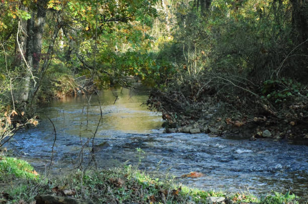 istock Babbling Brook to Serene Stream - Closer View 1356816579