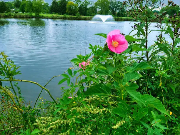 Water hazard lake  in North Central New Jersey.  Cattail (aka bulrush) in foreground sets off lake with a swamp rose in an uncultivated cluster on the bank.