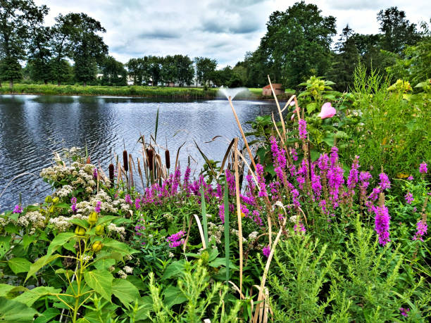 Golf Course Water Hazard Water hazard lake  in North Central New Jersey.  Cattail (aka bulrush) in foreground sets off lake with aerating fountain and turning foliage in the background. lythrum salicaria purple loosestrife stock pictures, royalty-free photos & images